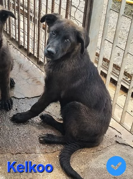 Kelkoo | Foto 0
