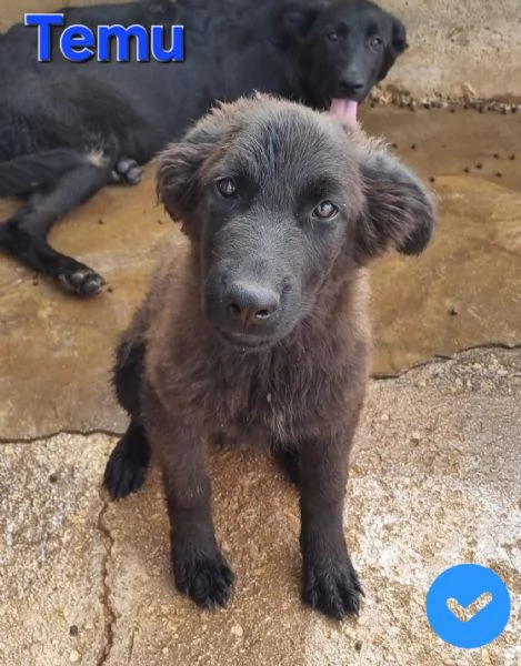 Temu - bellissimo cucciolo | Foto 3