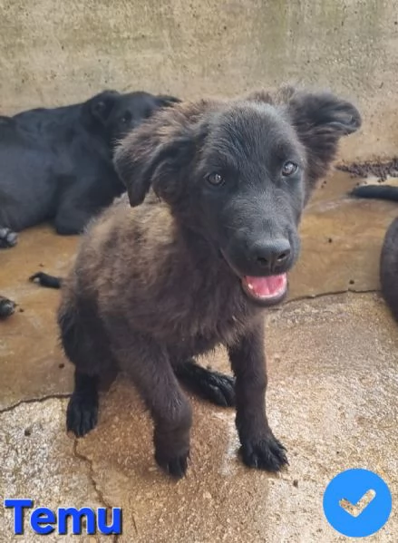 Temu - bellissimo cucciolo | Foto 2