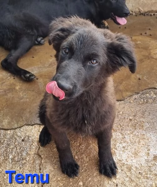 Temu - bellissimo cucciolo | Foto 1