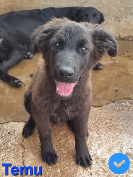 Temu - bellissimo cucciolo