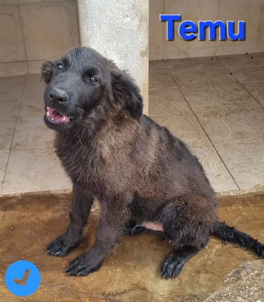 Temu - bellissimo cucciolo | Foto 0