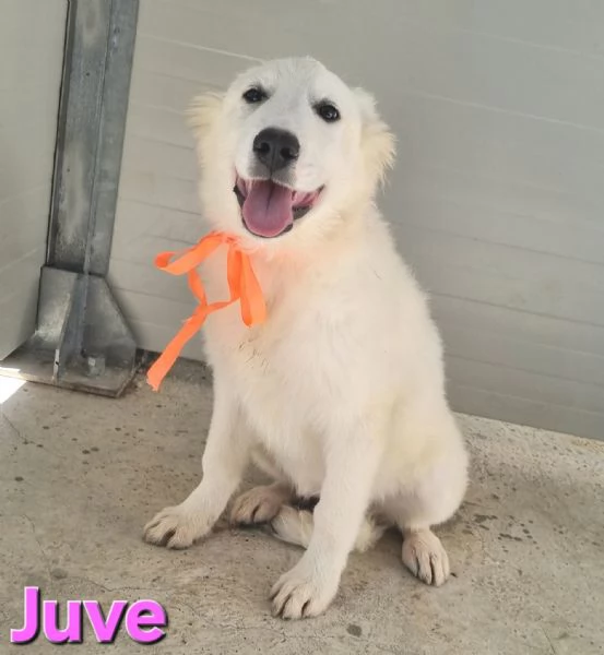 Juve Cucciola Pastore Maremmano