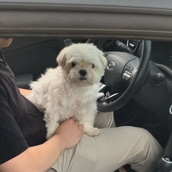 cuccioli maltesi assolutamente amichevoli alla ricerca di una nuova famiglia disponibili cuccioli di | Foto 1