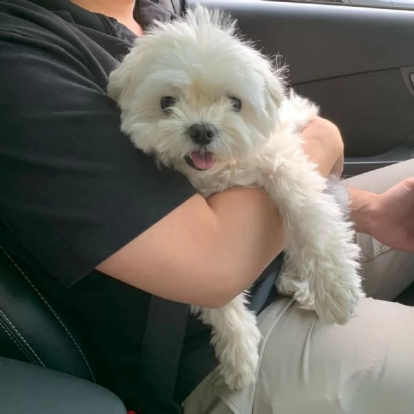 cuccioli maltesi assolutamente amichevoli alla ricerca di una nuova famiglia disponibili cuccioli di | Foto 0