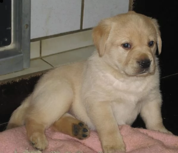 3 cuccioli di labrador  con pedigree- | Foto 0