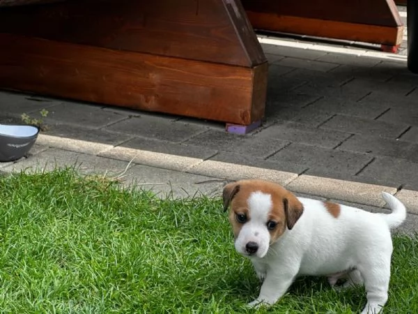dolcissimi cuccioli di jack russel cercano una casa amorevole!