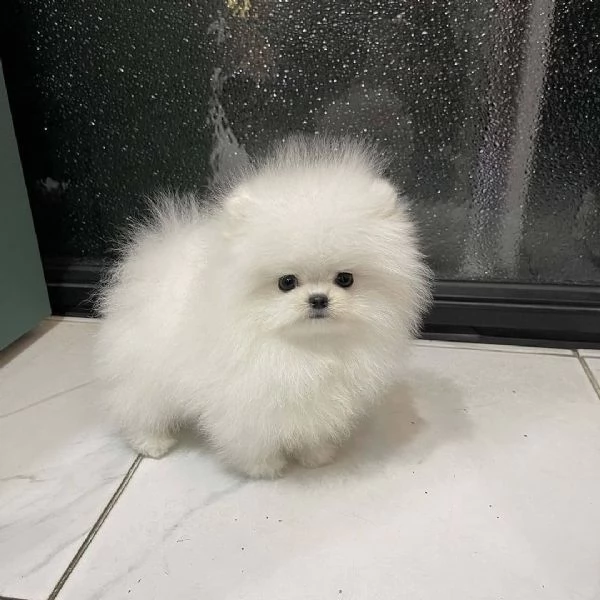 CUCCIOLI POMERANIA BIANCHI!! | Foto 1