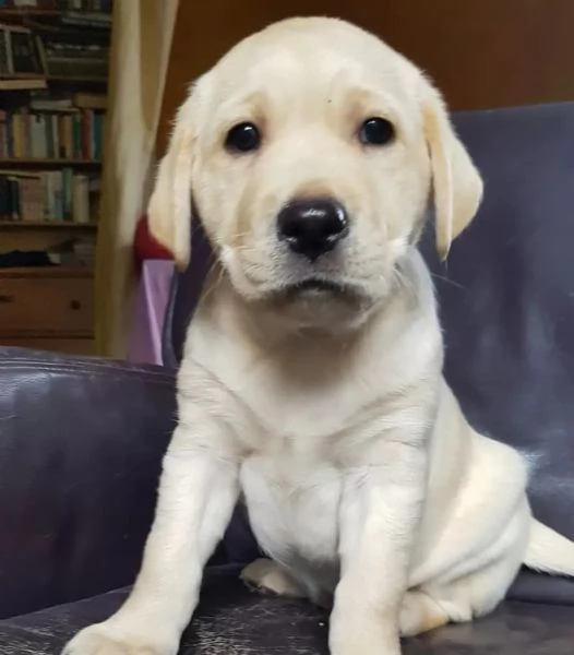 Cuccioli di Labrador 3 maschietti 1 femminuccia, biondi pronti per il ritiro in Italia | Foto 0