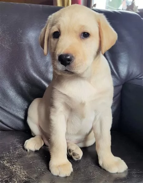 Cuccioli di Labrador 3 maschietti 1 femminuccia, biondi pronti per il ritiro in Italia