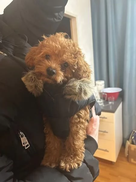 barboncino nani cuccioli rosso,verranno consegnati... | Foto 2