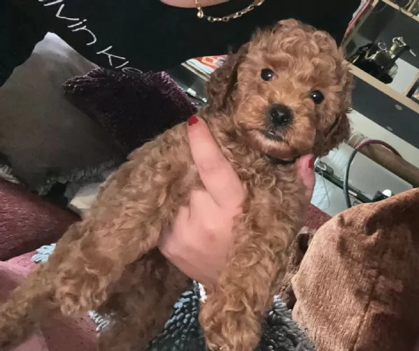 barboncino nani cuccioli rosso,verranno consegnati... | Foto 1