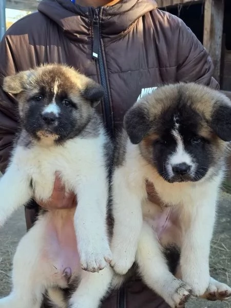 Cuccioli Akita Inu alta genealogia con Pedigree. | Foto 2