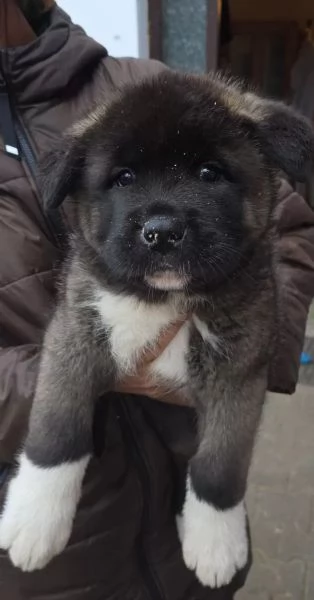 Cuccioli Akita Inu alta genealogia con Pedigree. | Foto 0