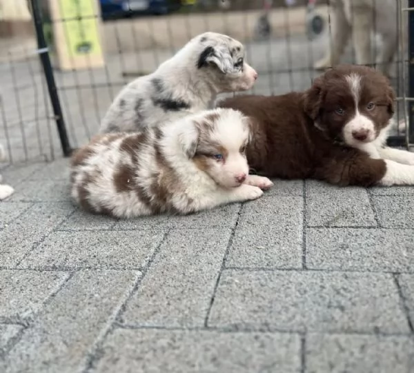 SPLENDIDI CUCCIOLI DI PASTORE AUSTRALIANO | Foto 0