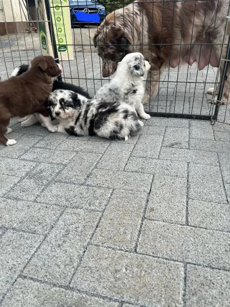 SPLENDIDI CUCCIOLI DI PASTORE AUSTRALIANO
