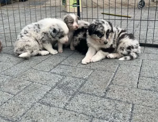 Cuccioli di pastore australiano/australian shepherd con pedigree | Foto 1
