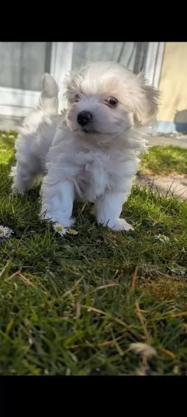 Bellissimi cuccioli di Maltese subito disponibili,