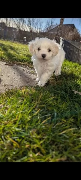 Bellissimi cuccioli di Maltese subito disponibili, | Foto 0