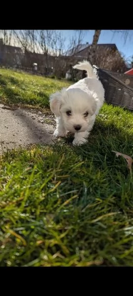 Disponibili splendidi cuccioli di Maltese Toy | Foto 2