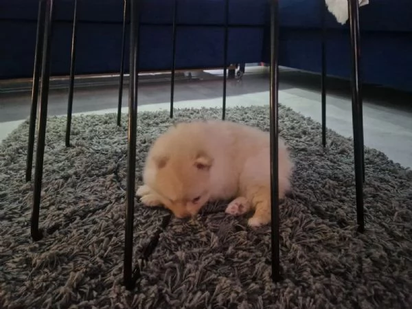 VOLPINO SPITZ DI POMERANIA cuccioli | Foto 0