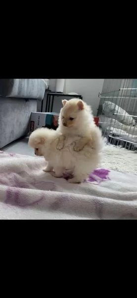 VOLPINO SPITZ DI POMERANIA cuccioli