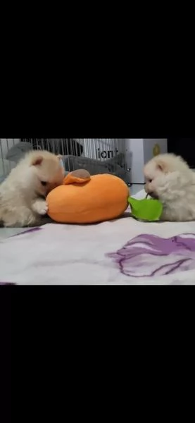 Dolci cuccioli di Spitz Pomerania disponibili | Foto 1