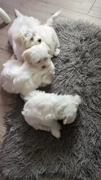 Bellissimi cuccioli di maltese | Foto 3