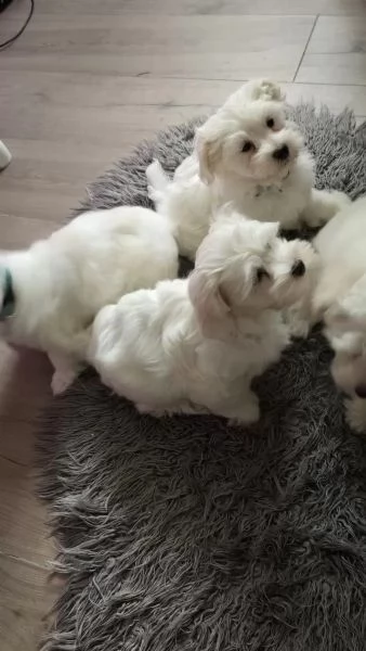 Bellissimi cuccioli di maltese | Foto 2