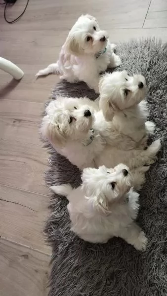 Adorabili cuccioli maltesi