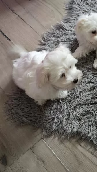  Maltese cuccioli Disponibili sia maschietti che femminucce | Foto 3