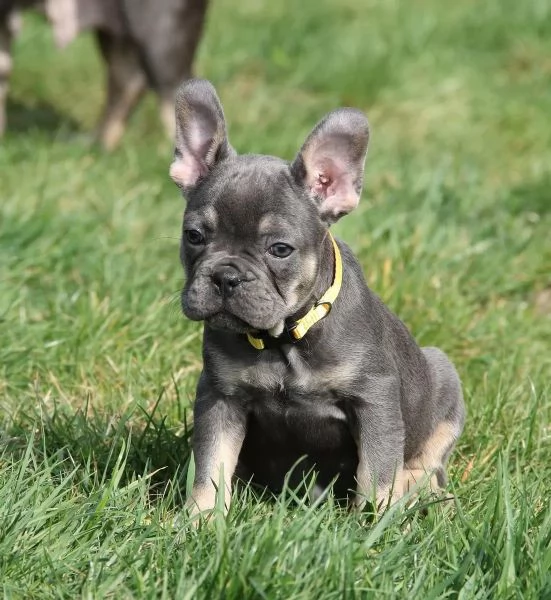 Dolcissimi Cuccioli di bulldog francese,