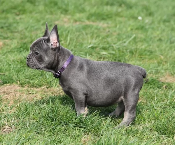 Dolcissimi Cuccioli di bulldog francese, | Foto 2