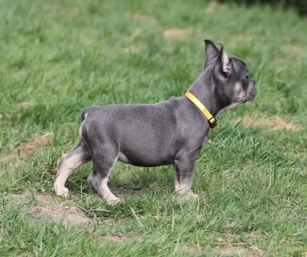 Dolcissimi Cuccioli di bulldog francese, | Foto 0