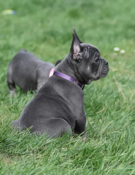 Bouledogue francese di tre mesi [hidden] dispone  | Foto 1