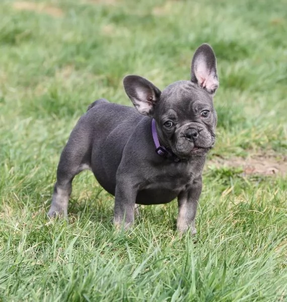 Bouledogue francese di tre mesi [hidden] dispone 