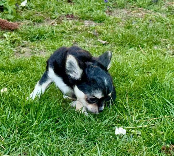 Cuccioli di chihuahua adorabilissimi disponibili per adozione gratuita. | Foto 1