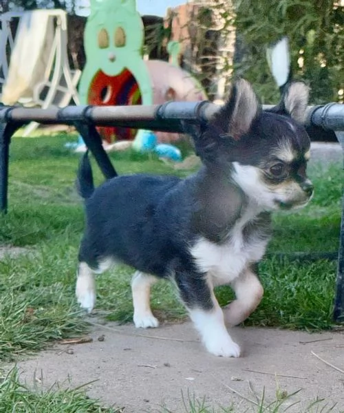 Cuccioli di chihuahua adorabilissimi disponibili per adozione gratuita. | Foto 0