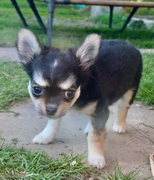 3 strepitosi cuccioli di chihuahua con pedigree enci