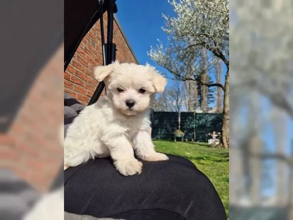 Cuccioli maltesi maschi e femmine con tutti i documenti