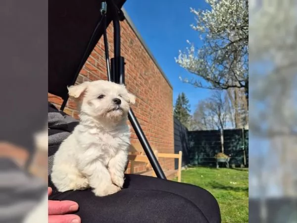 Bellissimi cuccioli maltese di 3 mesi.  | Foto 1