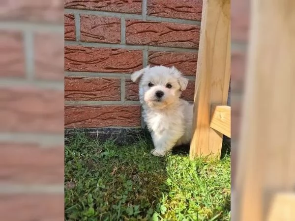 Bellissimi cuccioli maltese di 3 mesi.  | Foto 0