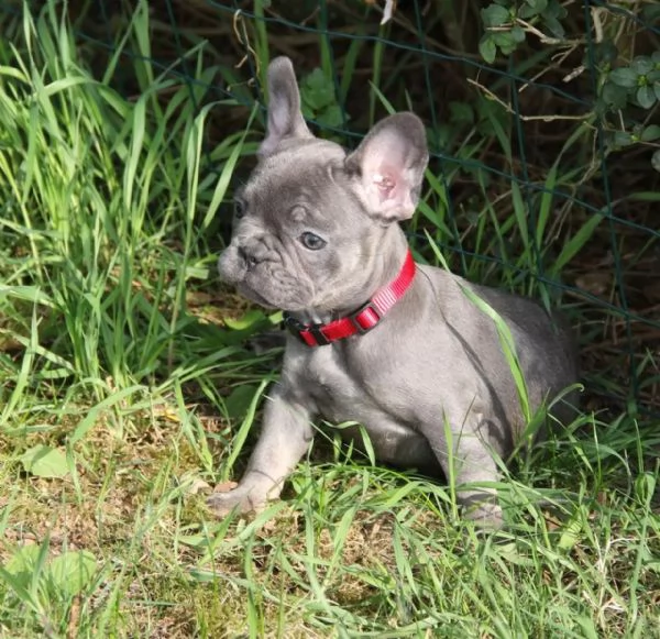 Cuccioli di bulldog francese, alla ricerca della migliore famiglia da inizio aprile | Foto 1
