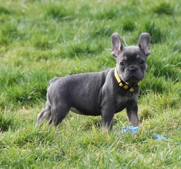 Cuccioli di bulldog francese, alla ricerca della migliore famiglia da inizio aprile | Foto 0