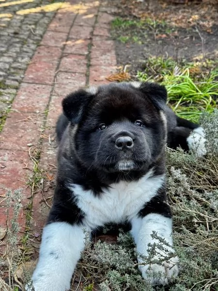 Femmine e un Maschio di akita inu sono già pronti per partire | Foto 2
