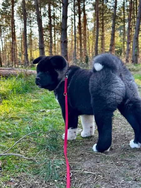 Femmine e un Maschio di akita inu sono già pronti per partire | Foto 1