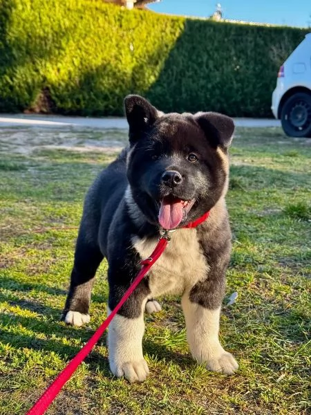 Femmine e un Maschio di akita inu sono già pronti per partire | Foto 0