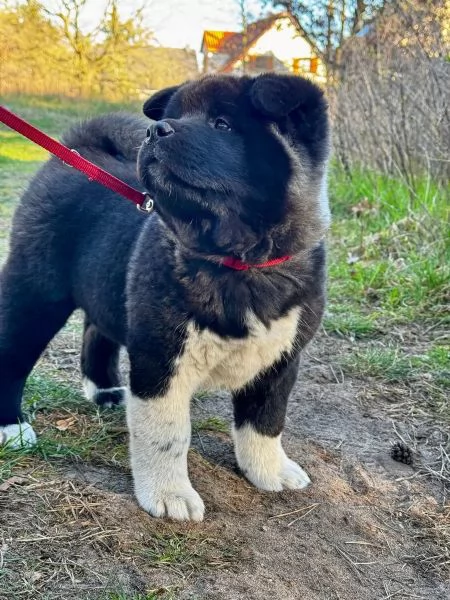 Femmine e un Maschio di akita inu sono già pronti per partire