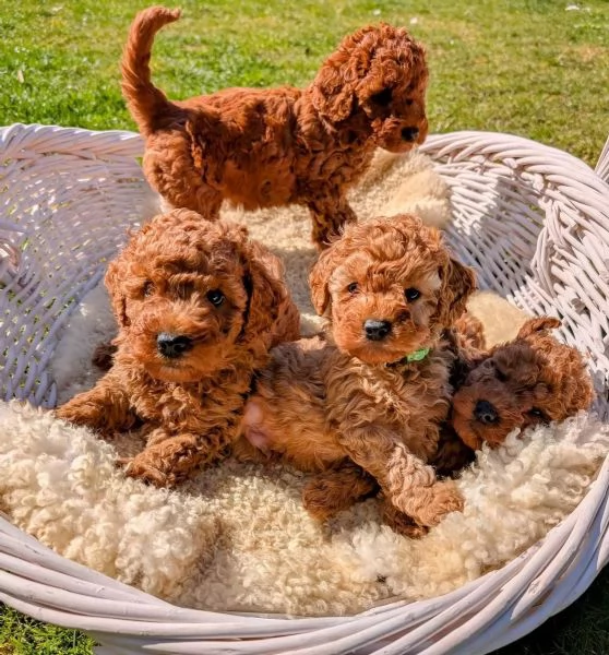 Cuccioli di barboncino toy super adorabili da adottare | Foto 1