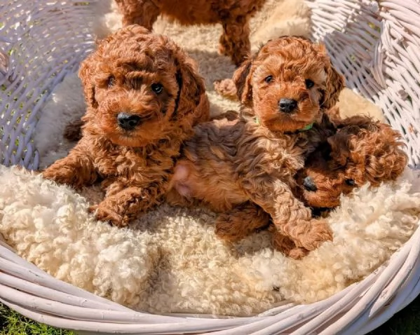 Cuccioli di barboncino toy super adorabili da adottare